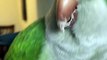 Parrot and Owner Cute Duet