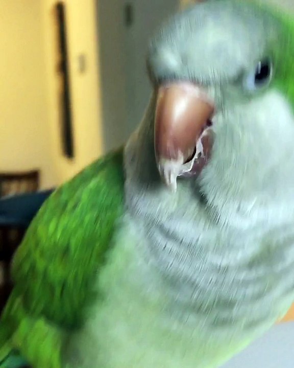 Parrot and Owner Cute Duet