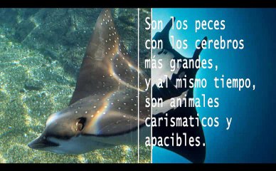 Carlos Michel Fumero te invita a conocer las increíbles mantarrayas