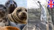 Dumb teens throw rocks at seals, forcing them to dive off - TomoNews