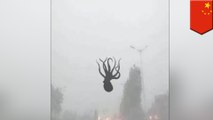 Sea creatures fall from the sky during powerful storm in China