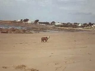 Noirmoutier 2007 107