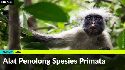 #1MENIT | Alat Penolong Spesies Primata