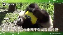 Live Now: What's pandas' view on tonight's world cup football match Spain vs Portugal? Guess guess guess! #FBLive #2018RussiaWorldCup