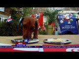 Seekor Anjing Ramal Pemenang Pertandingan Sepak Bola- NET24
