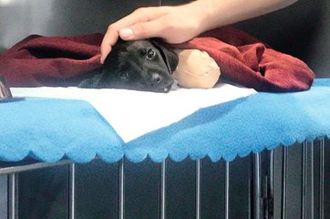 Yavru Köpek Vahşeti Sonrası Tutuklanan Kepçe Operatörünün Karısı İsyan Etti