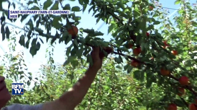 Avec le retour du soleil, le soulagement des maraîchers