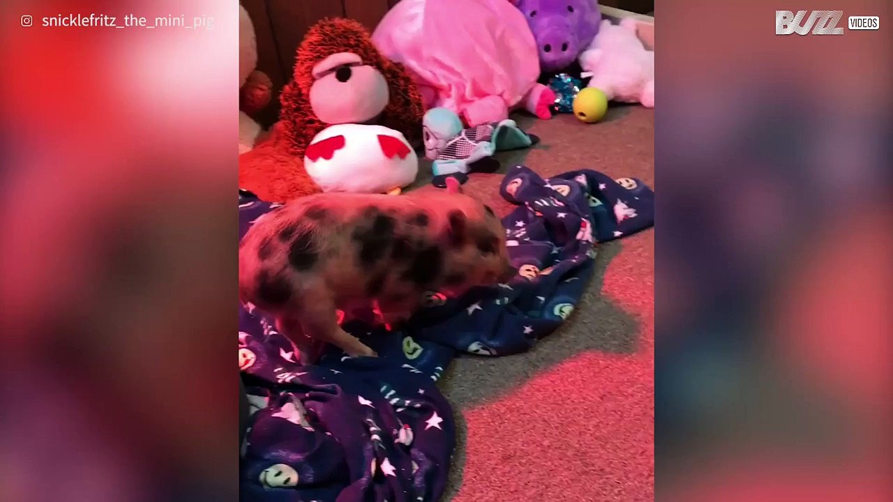 Hyper mini pig's reaction to new toy is hilarious