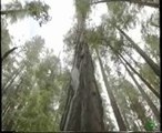 Arboles gigantes: Secuoyas rojas de California (Adaptaciones especiales)