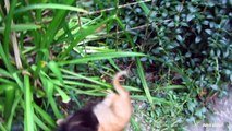 Kittens playing and drinking milk from mom on the street