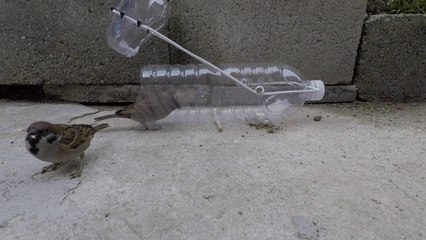 Water bottle bird trap