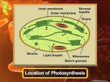 Photosynthesis in Higher Plants | Class 11 Biology