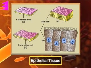 Structural organisation in animals