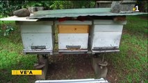 TH : Les abeilles, victimes collatérales de la démoustication