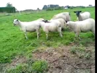 j ai un colegue qui parle avec les brebis !!