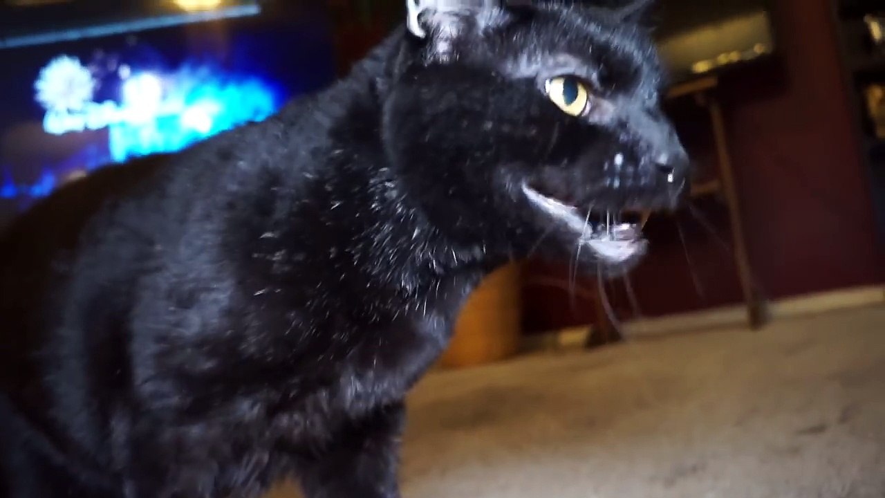 Talking Kitty Cat Meet The New Kitten! video Dailymotion