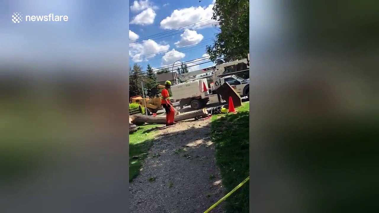 Man struck and seriously injured by tree just as it was cut down