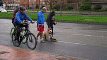 Dog takes to the road on a skateboard in Bogota, Colombia