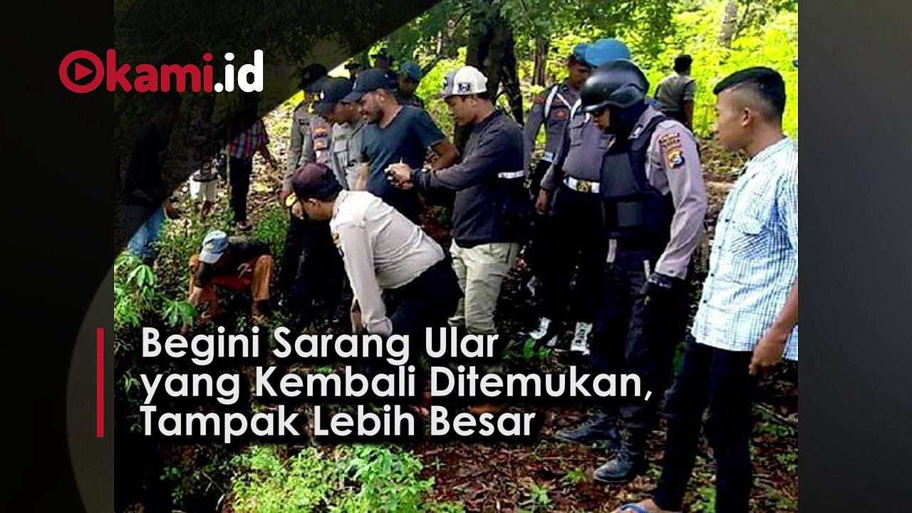 Begini Sarang Ular  yang Kembali Ditemukan, Tampak Lebih Besar