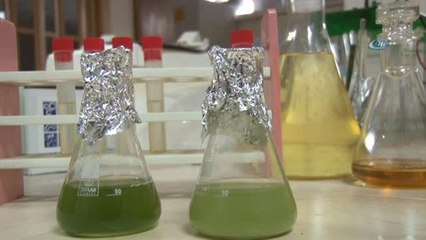 Yosun Benzinin Yerini mi Alıyor? Geleceğin Çevreci Yakıtı Biyodizel"