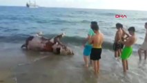 Alanya'da İnek Leşi Sahile Vurdu