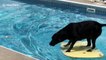 Clever dog crosses pool using bodyboard