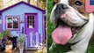 Pit bull village where rescued dogs get their own cottages - TomoNews