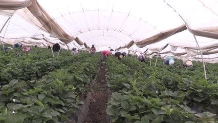 Dünya Kupası Çilek Üreticisinin de Yüzünü Güldürdü