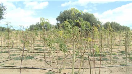 تونس تبدأ زراعة المورينغا للحصول على فوائدها الصحية