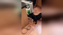 Dog grabs celery snack from the fridge all by himself