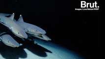 Comment les requins détectent-ils leurs proies ?