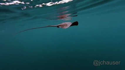 Une orque donne un coup de queue à une raie