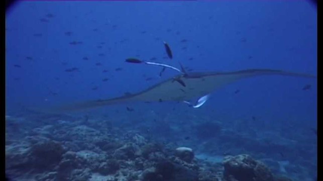 La Raie manta, géant de l'océan