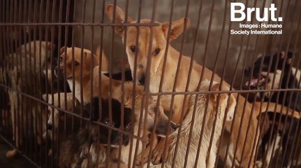 Chine : le festival de la viande de chien de Yulin