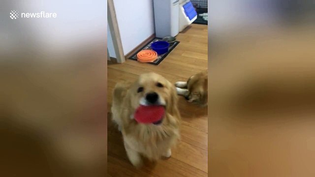 Woman has hilarious stand-off with dog sabotaging fetch game