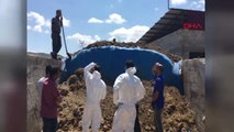 Gaziantep 4 Günde 55 Büyükbaş Hayvanı Öldü