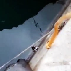 Cat Saved from the Canals