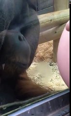 Orangutan's Reaction to Woman with a Baby Bump