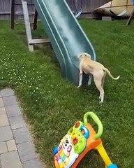 Un chien veut faire du toboggan