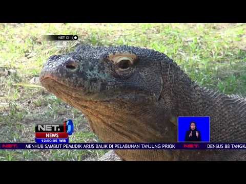 Keseruan Memberi Makan Komodo di Kebun Binatang Surabaya - NET 12