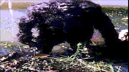 O ladrão era um Lobisomem