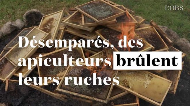 Abeilles menacées : désemparés, ces apiculteurs brûlent leurs ruches