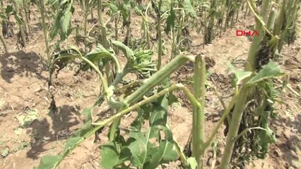 Denizli Son 15 Günde Yağan Dolu Çal'da Tarımı Vurdu