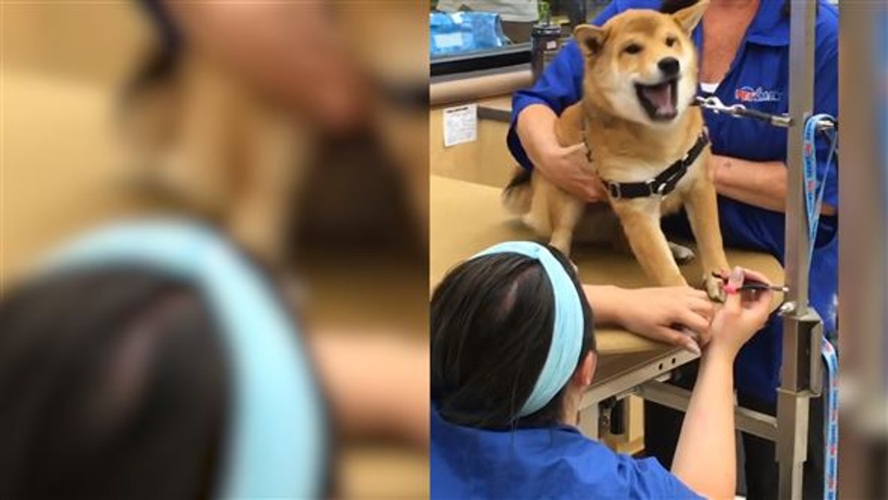 Drama queen: hund vereitelt pediküre