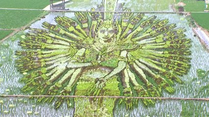 الرسم في حقول الأرزّ فن جديد يتقنة المزارعون الصينيون (فيديو)