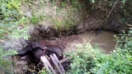 கிணற்றில் விழுந்த 3 யானைகள் மீட்பு-வீடியோ