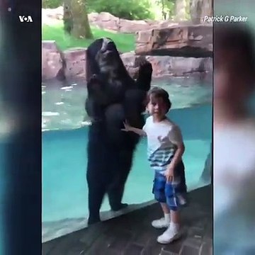 ایان، کودک پنج ساله، با خرس باغ وحش شهر نشویل امریکا اوقات خوشی داشت. پدر ایان گفت که به محض اینکه فرزندش جست و خیز کرد، خرس نیز برای ده دقیقۀ تمام با این کودک