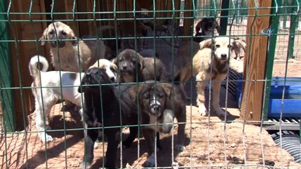Sivas'ta hayvanlara yapılan 5 yıldızlı otel havadan görüntülendi