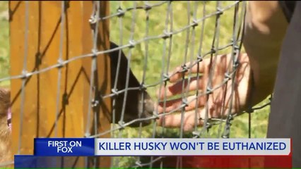 Dog That Killed Animals at Charity Petting Zoo Spared Euthanization