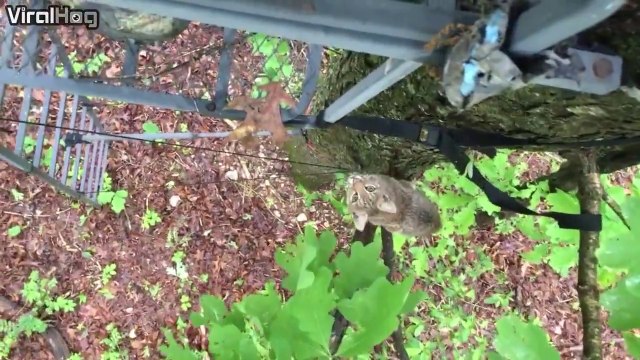 Un lynx curieux vient faire un coucou à des chasseurs dans un arbre